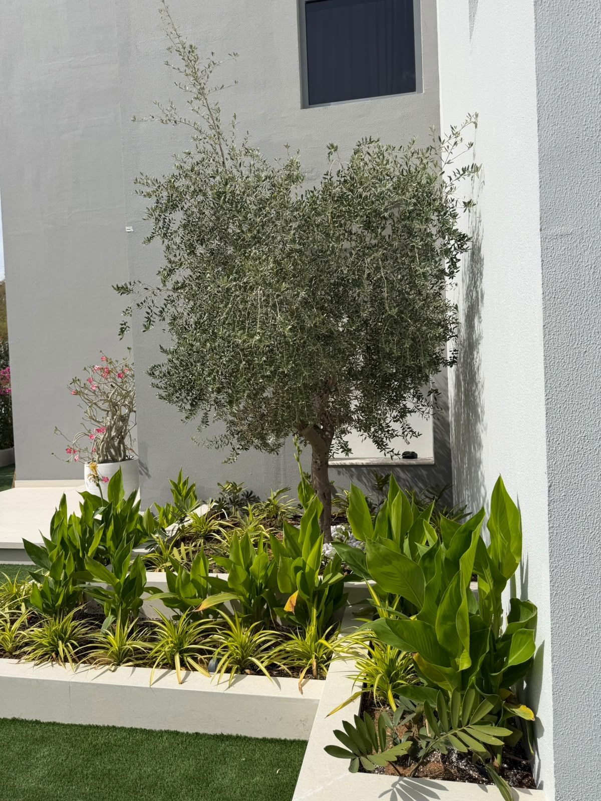 Olive tree and green foliage in white raised planters