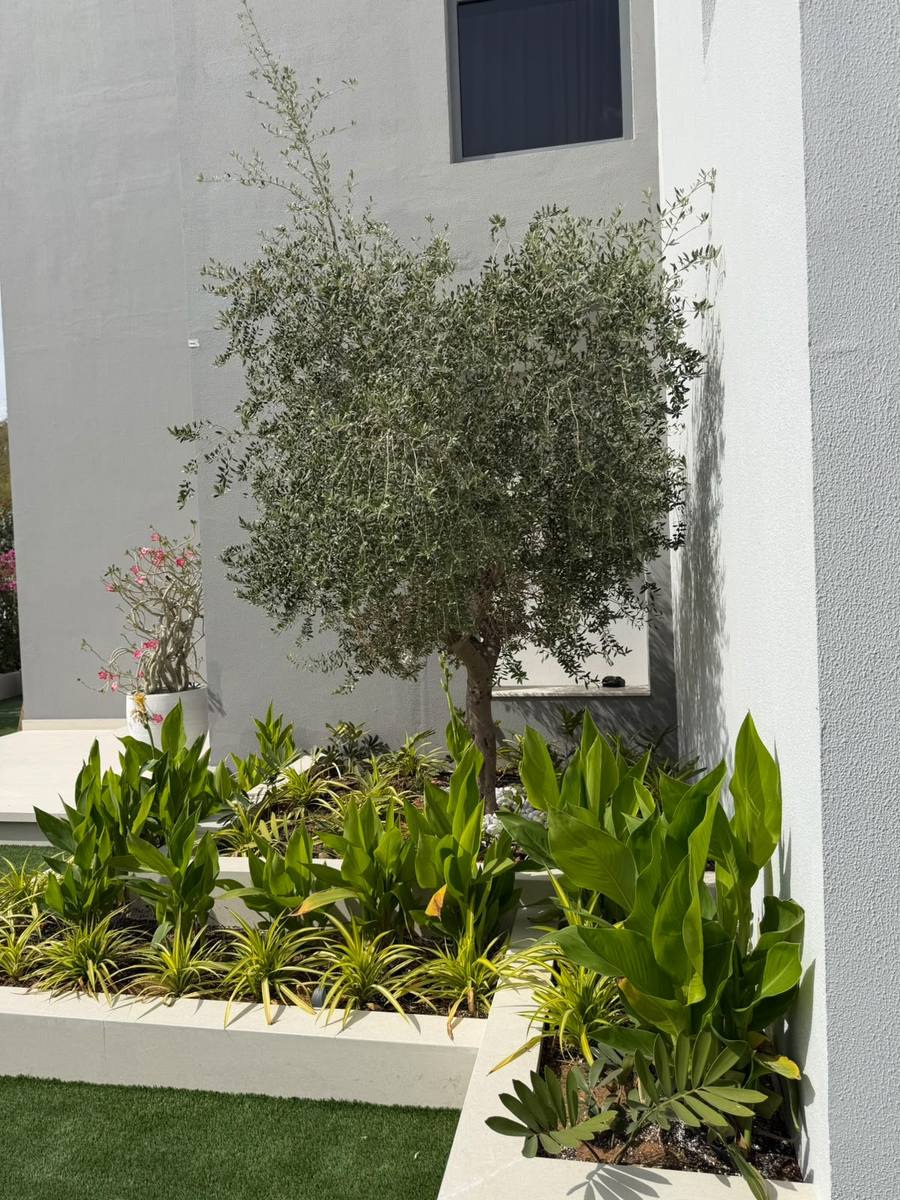 Olive tree and green foliage in white raised planters