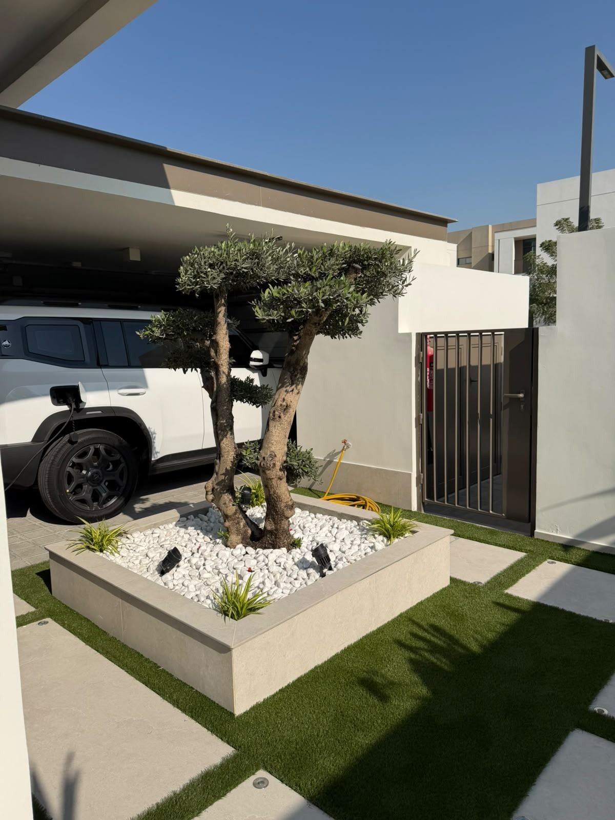 Multi-trunk olive tree in a raised planter with white pebbles at a villa entrance