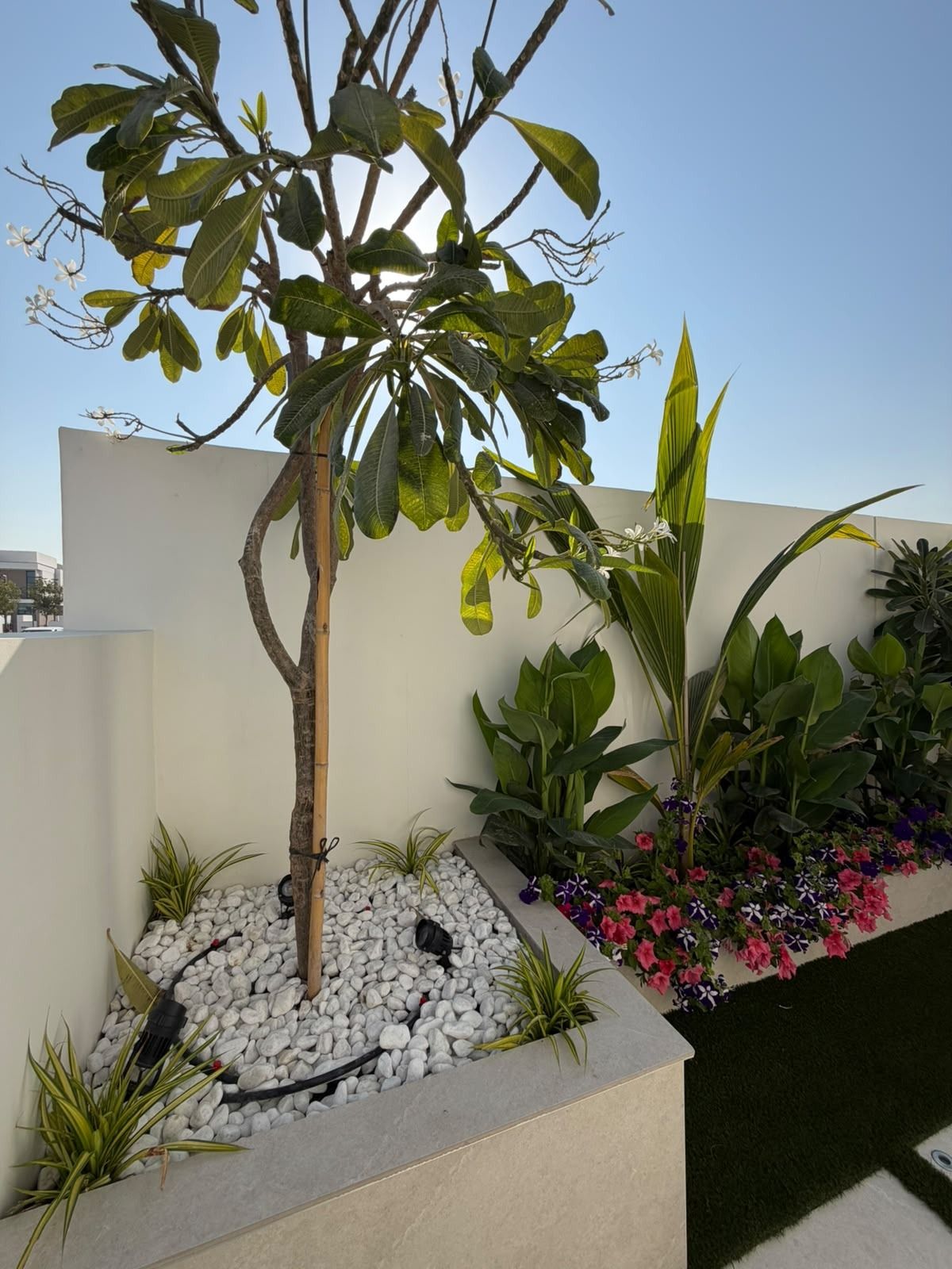 Frangipani tree in a planter with flowering bed along a stepping-stone path