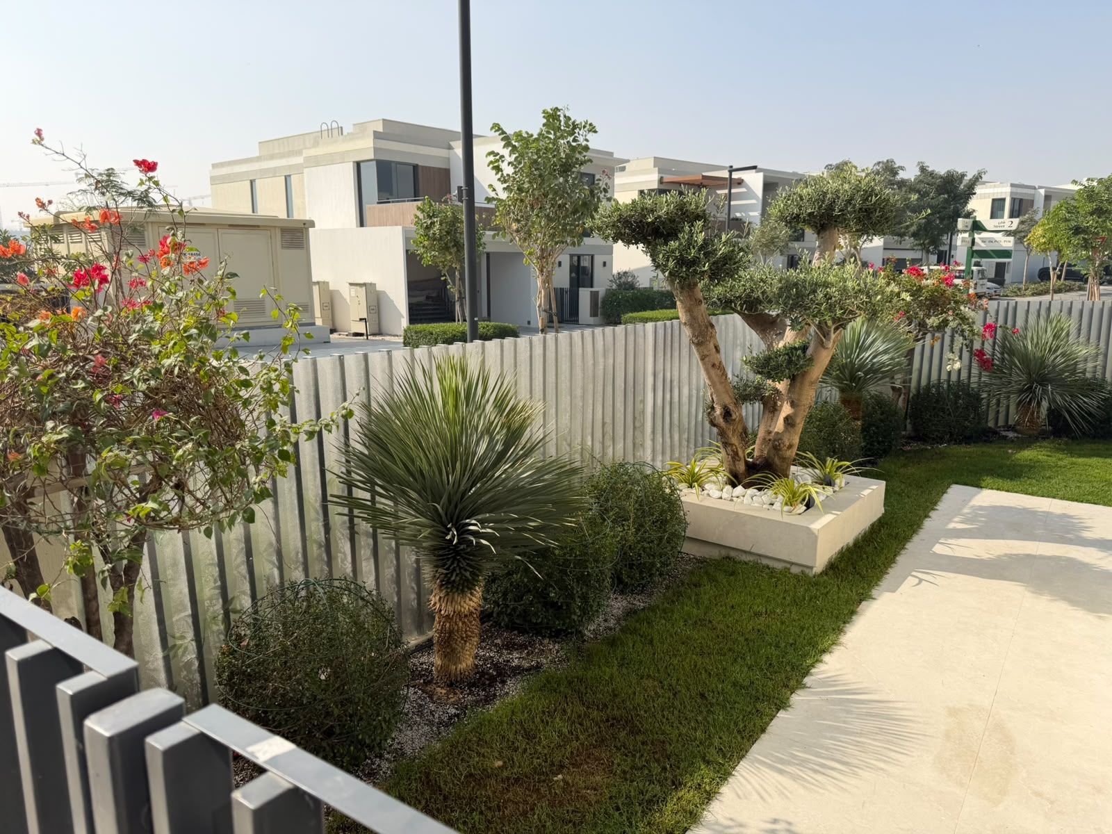 Front garden with olive trees and planting along a pathway