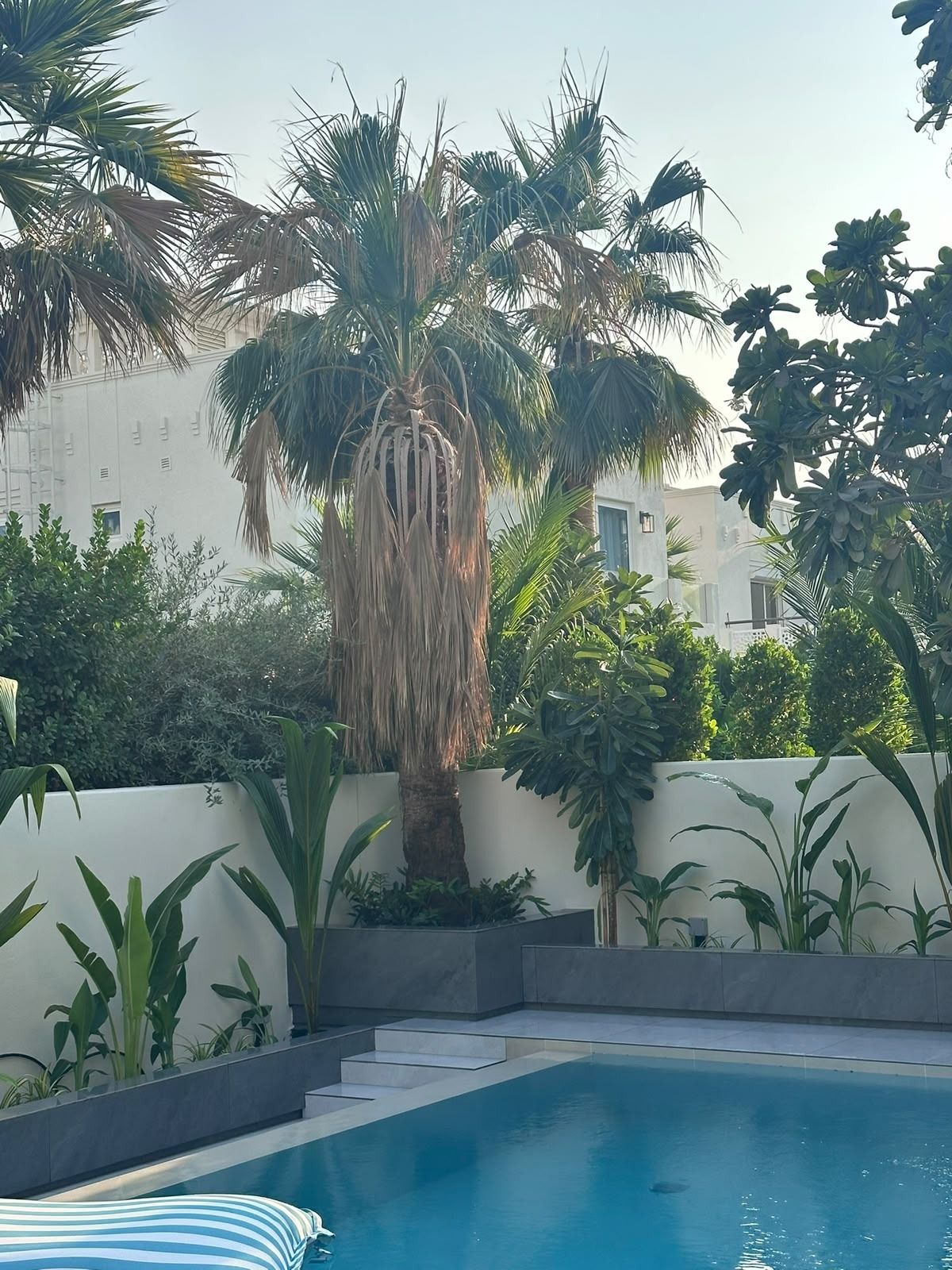 Pool surrounded by palms and raised planters after renovation