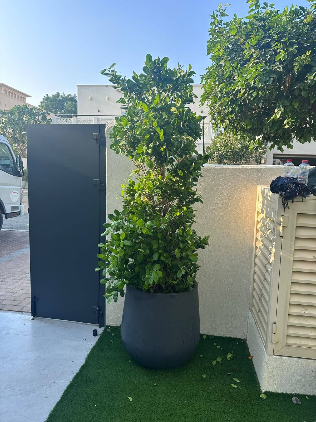 Potted green plant in a dark grey planter on artificial turf beside a modern dark grey gate and a white villa wall