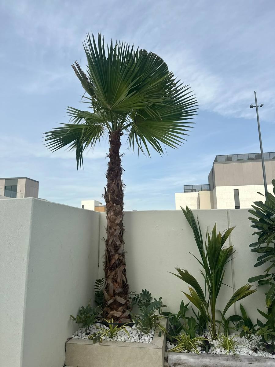 Fan palm in a pebble planter against a white garden wall