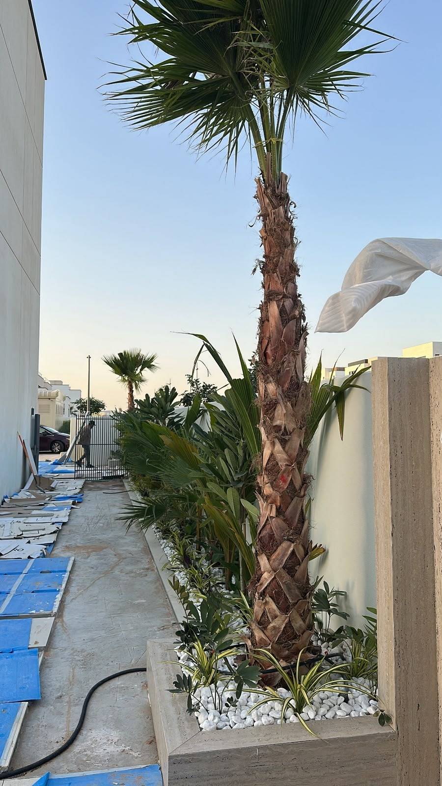 Newly planted palm in a concrete planter beside a villa pathway during handover
