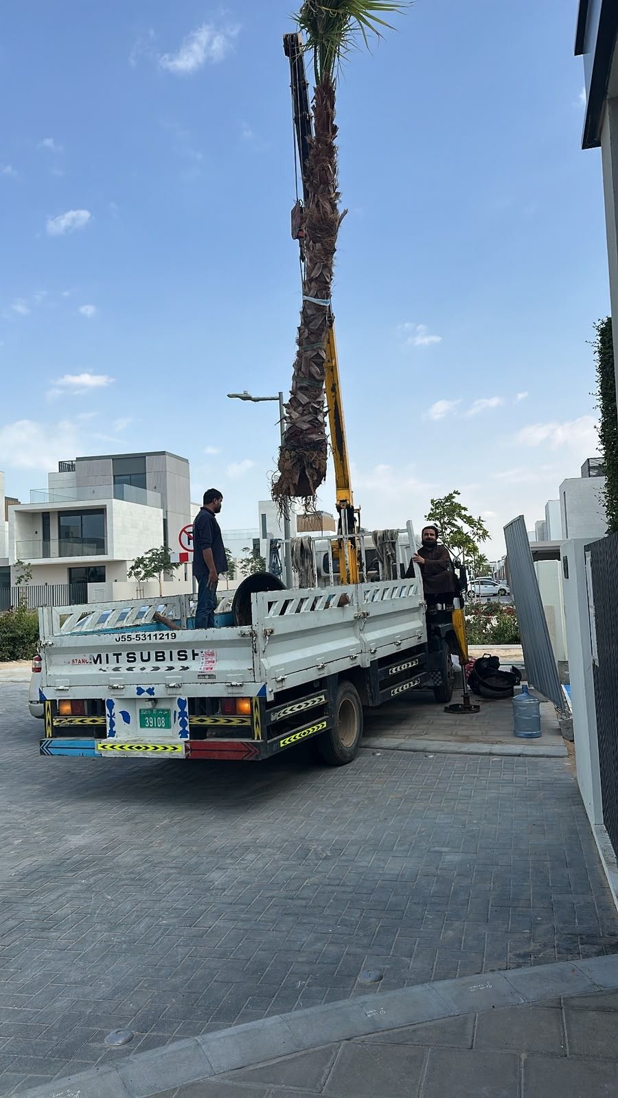 Crane lifting a mature palm tree into a villa garden