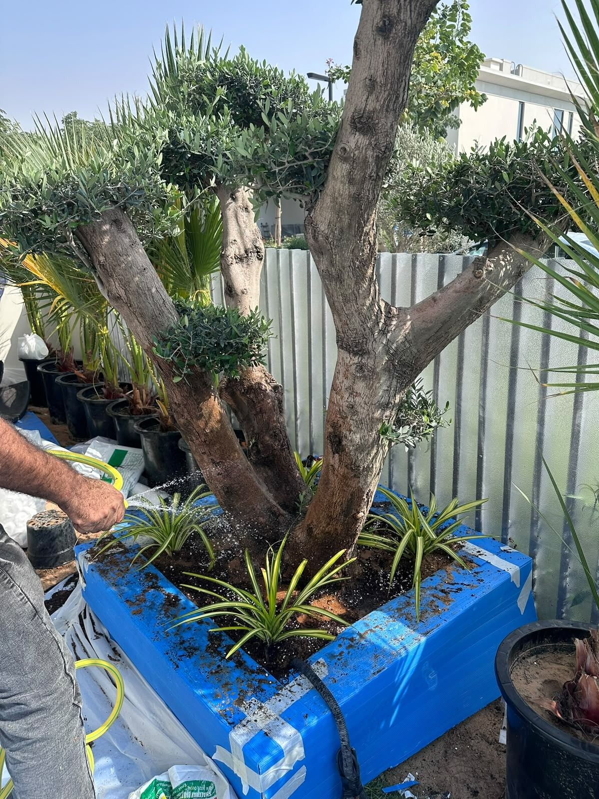 Crew watering a newly planted multi-trunk olive tree