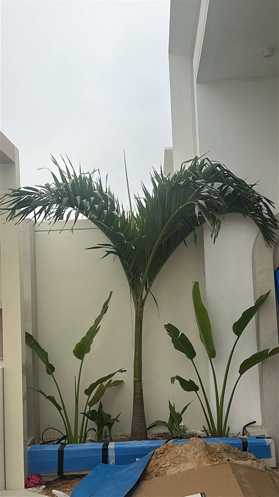 Palm tree and bird of paradise plants in a blue wrapped planter against clean white walls, with exposed soil showing ongoing landscaping work