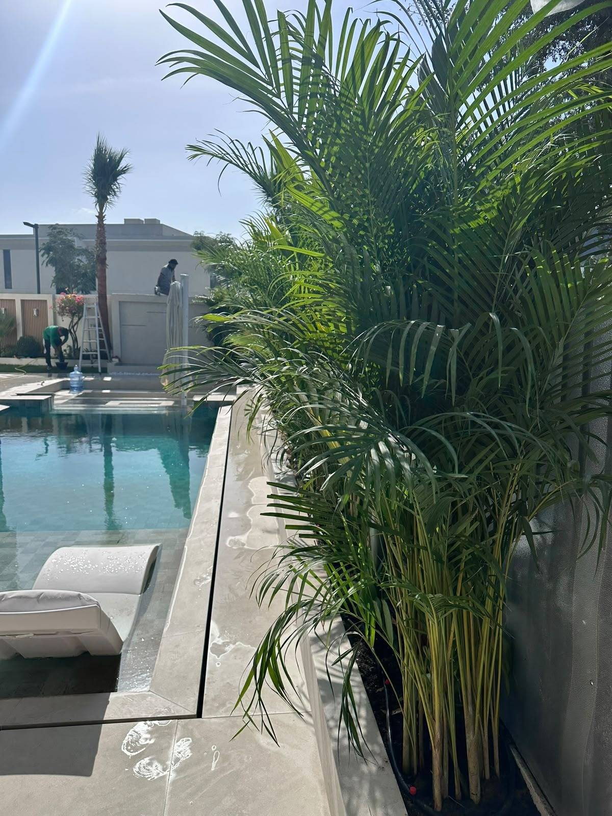 Areca palms going in along the pool — on site, A&B Design & Build