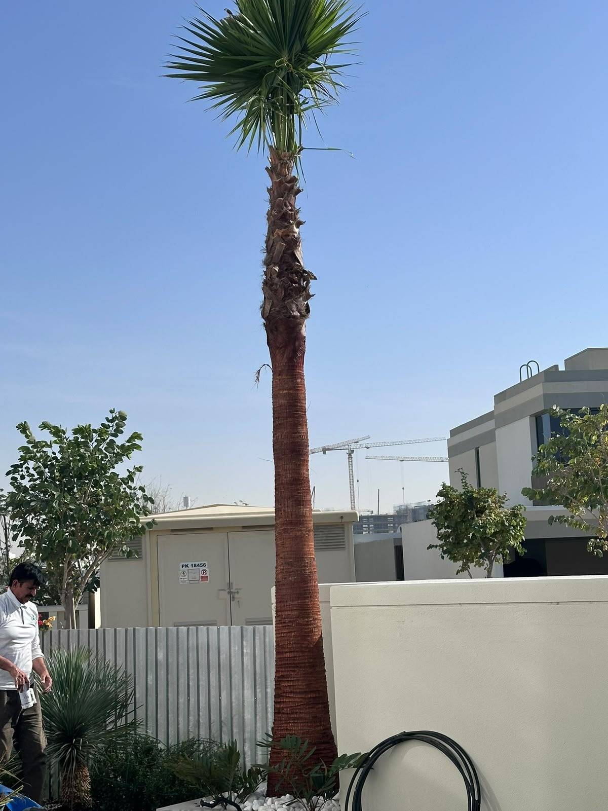 Mature palm set in place — on site, A&B Design & Build