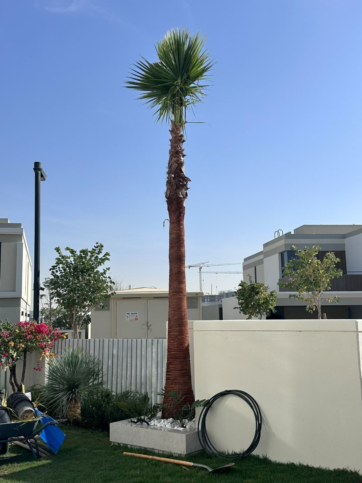 Tall palm planted in a new landscaped garden
