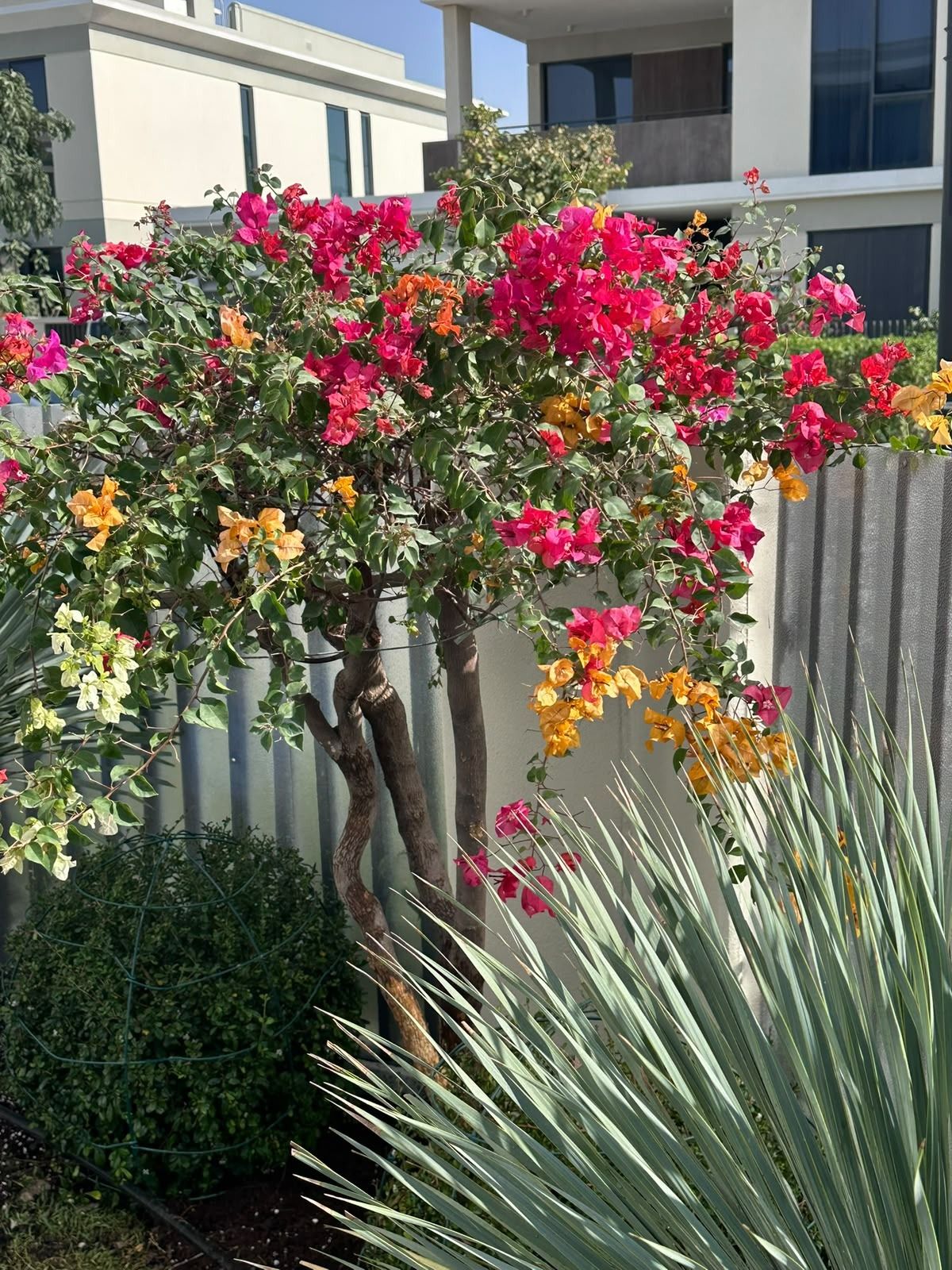 Bougainvillea in full bloom with agave in a new garden bed