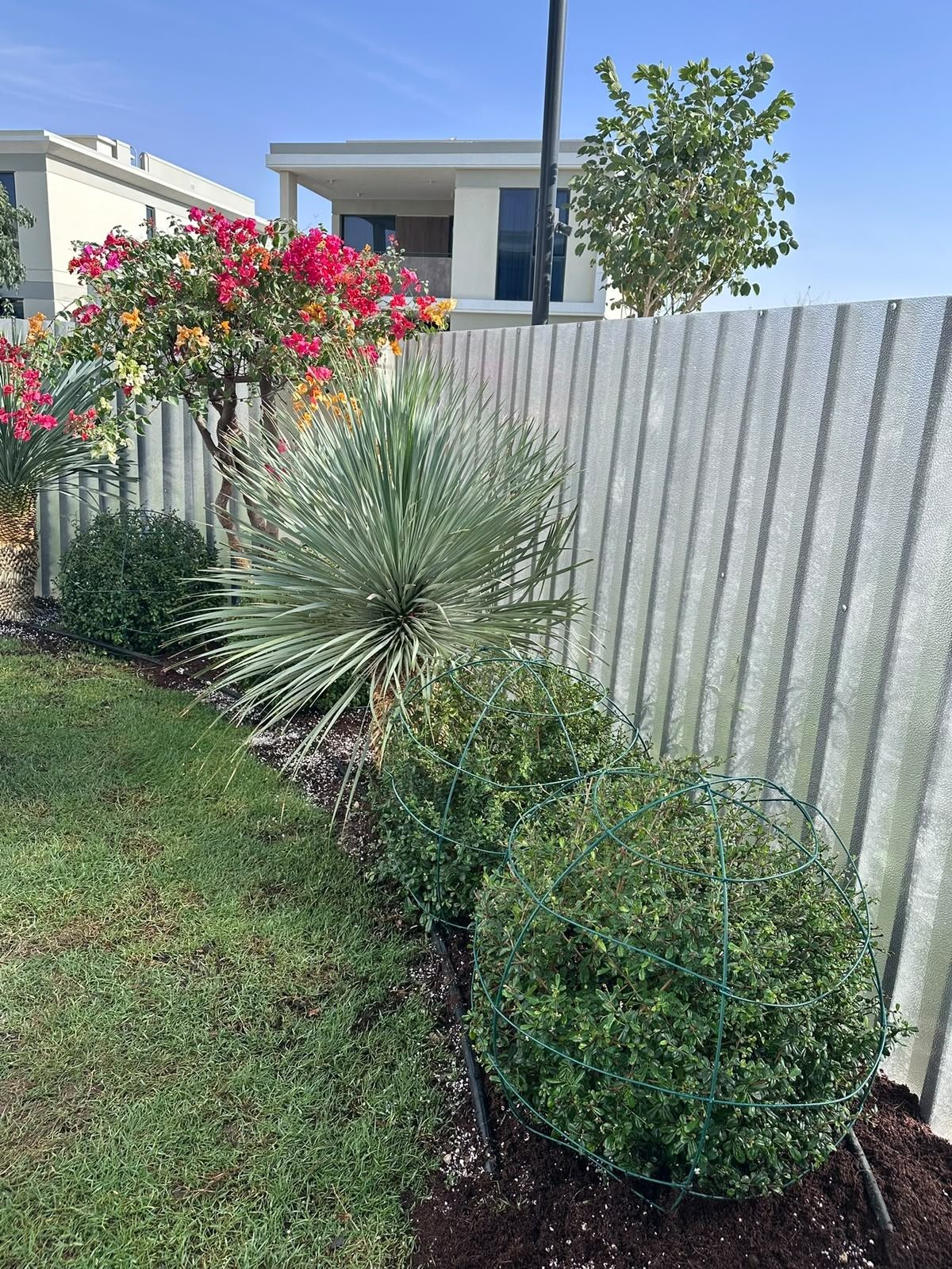 Garden bed with bougainvillea, blue agave and clipped shrubs