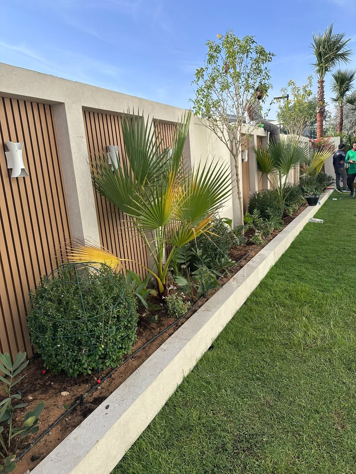 Villa garden with new lawn, fan palm and planting bed along a timber-slat wall