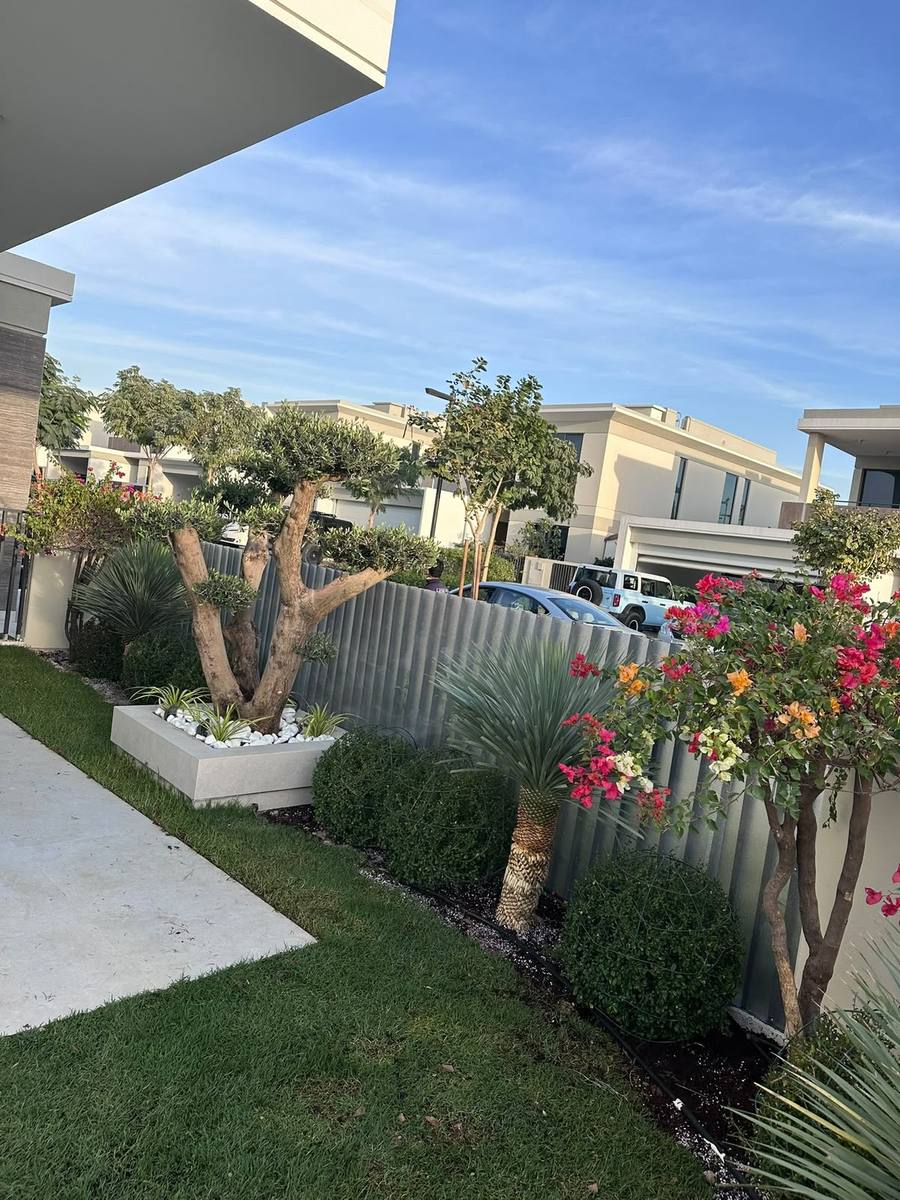 Drought-tolerant planting with olive tree and bougainvillea in a Dubai villa garden
